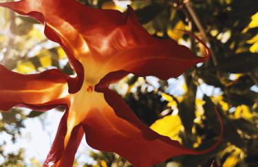 The Artist's Farm - Foto 73