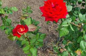 Altera Vita - Foto 68