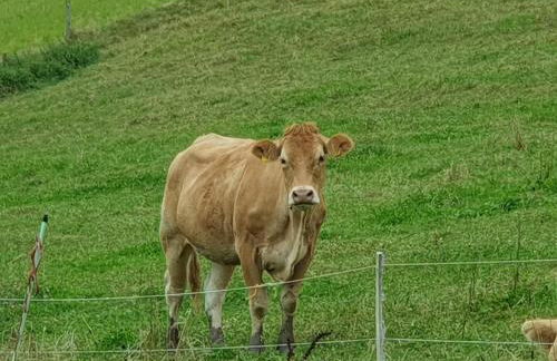 Am Siegelbächle Berg blickt - Foto 45