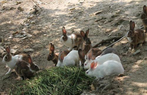 Agriturismo Il Poderuccio - Foto 74