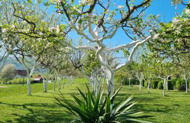 Apartment Rosandić - Foto 11