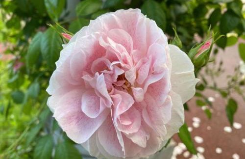 Maison Pig House - Foto 22