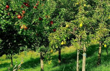 Apartment in Murbachhof up to 10 people Cooking possible - Foto 34