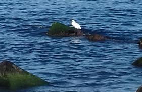 Acqua di Mare - Foto 34