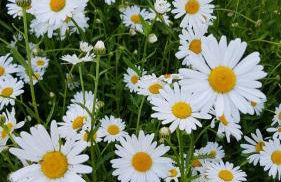 Stilvolle Fewo Vogelnest, barrierefrei, Smart-TV, Parkplatz - Foto 22