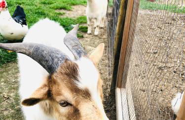 Casa Da Várzea-Casa relaxante com piscina partilhada - Foto 6