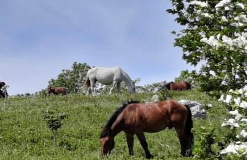 Casa Tilia - Foto 35