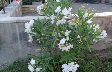 Masribou2 - Photo 15