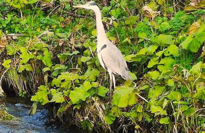 Riverside Cottage at Logwood Mill - Foto 92