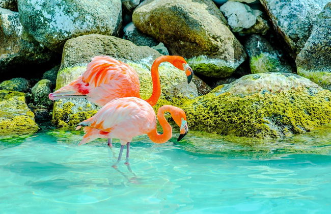 The Palm Leaf Apartments - Foto 39