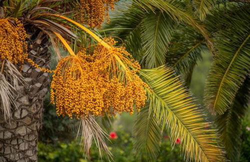 Agroturismo Safragell Ibiza Suites & Spa - Foto 23