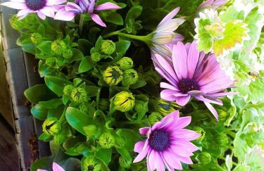 Siedlisko pod Aniołem - Foto 13