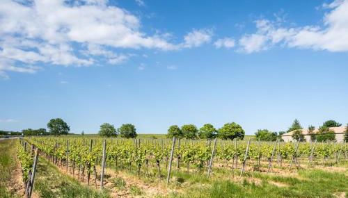 Ferienhaus im Weinberg Kallstadt - Foto 2