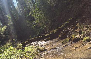 Zamek w Dzięgielowie - Foto 22