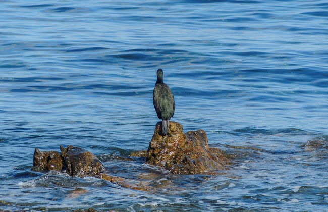 Porto Apartments - La Caletta - Foto 75