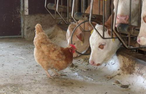 Granerhof Ferien - Foto 10