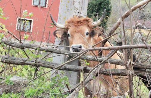 Apartamento El Picu - Foto 41