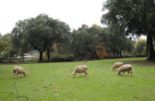 Casa Rural Sierra San Mamede - Foto 30