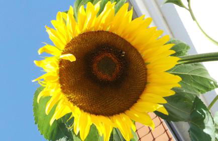 Ferienwohnung Sonnenblume - Foto 15