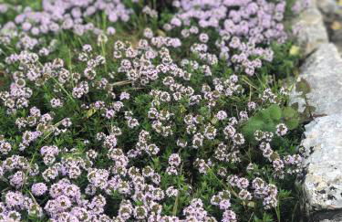 I PapaTrulli MiniResort - Foto 59