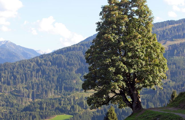 Apartment in Sankt Johann im Pongau Near Ski Area - Foto 78