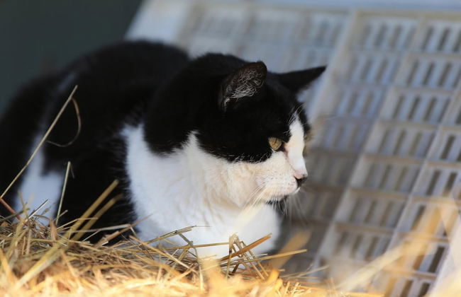 Fattoria Ca' di Fatino - Foto 24