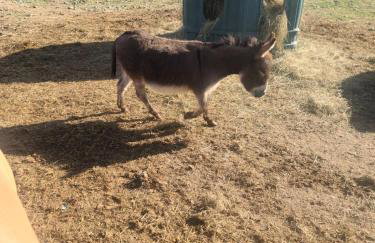 Bass Farm Lake View Loft Cabin - Foto 16