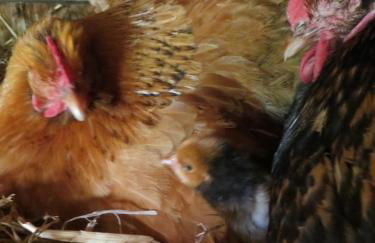 Les Studios-Hôtel de Sommières - Foto 62