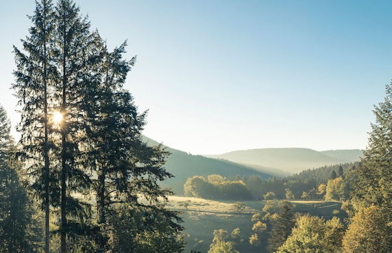 Schweizerhaus Alpirsbach - Foto 33