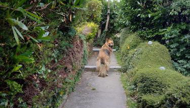 dog friendly nancecliff cottages - Foto 4