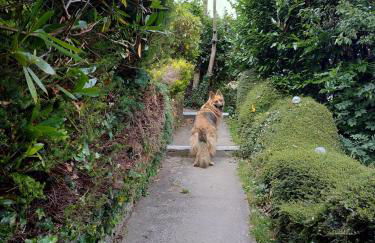 dog friendly nancecliff cottages - Foto 4