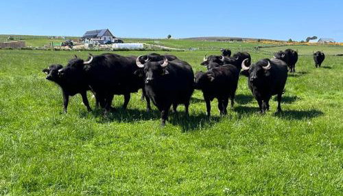 Honeysuckle Straw Bale Cabin - Foto 5