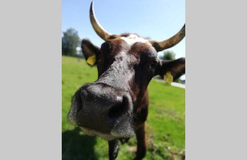 5Sterne Ferienwohnung im Fachwerk mit Bergblick in Alleinlage und großem Garten, Infrarotkabine - Foto 55