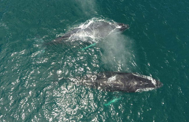 Whale Watching in Bahía Solano - Foto 6