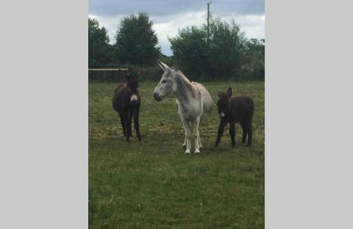 Bwthyn Bach Cozy country retreat - Foto 18