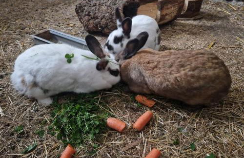 Ferienhaus Schilz II - Urlaub auf dem Bauernhof - Foto 16