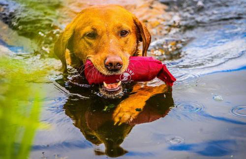 Woodland Lodge - Foto 14