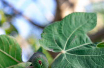 Appartamento Camisa - Il Fico - Foto 46