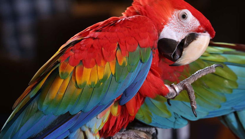 Live a wild adventure at Loro Park today!