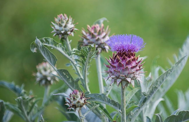 Agriturismo Arte Contadina - Photo 17