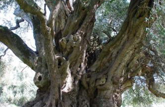 Holiday Home Stazzo mit Garten in Luogosanto by Interhome - Foto 52