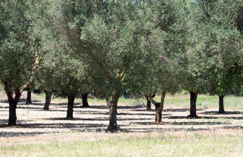 Masseria Prosperi - Photo 104