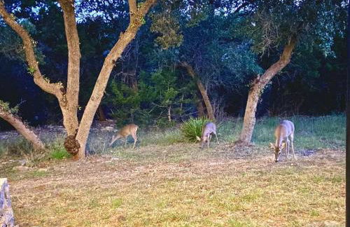Serene Shores on Medina lake - Foto 24