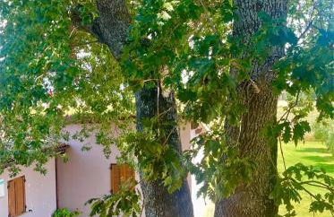 Le Ghiande - Foto 23