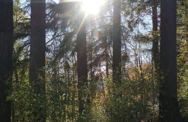 Ferienwohnung in Waldrandlage in Nationalpark Schleiden / Eifel - Foto 68