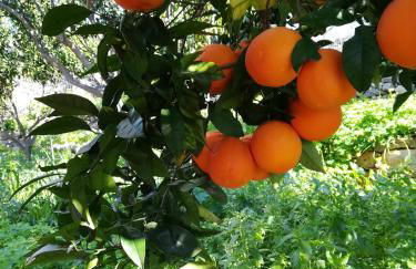 Stoupa's Paradise - Foto 68