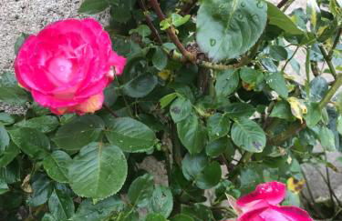 La Huberdière - Foto 16