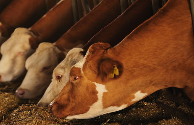 Agriturismo Villa Dafne - Foto 43