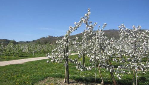 Apfelhof - Ferienwohnung Wielath - Foto 3