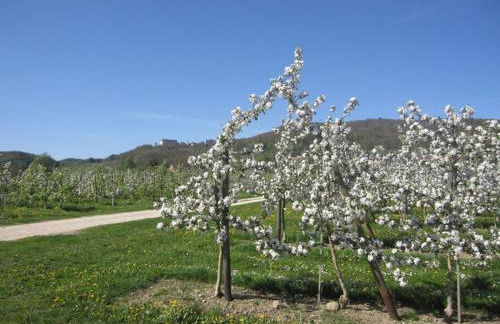 Apfelhof - Ferienwohnung Wielath - Foto 3